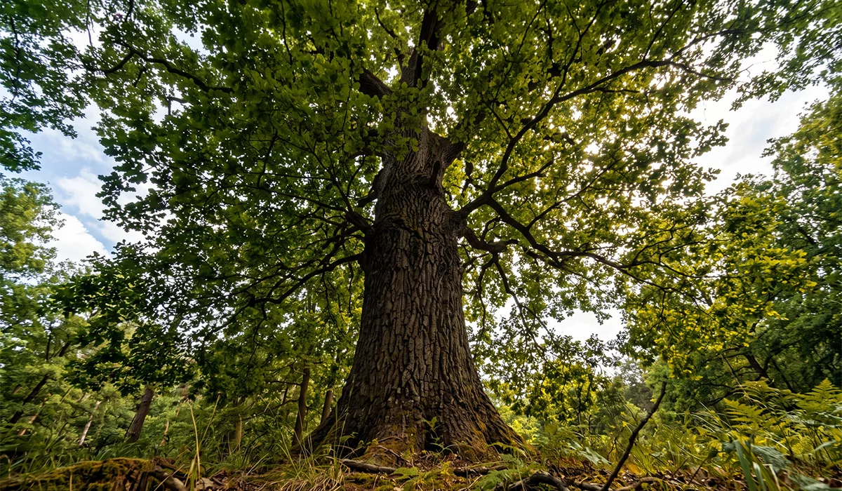 Dzianina Tencel